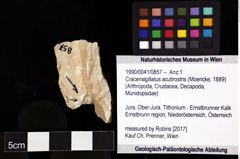 Foto (Objket + Etiketten) von Cracensigillatus acutirostris (Moericke, 1889) 